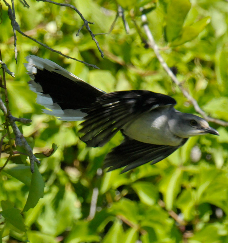 Tropical Mockingbird