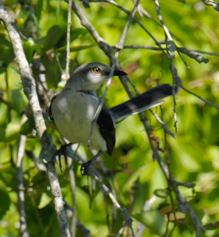 Tropical Mockingbird