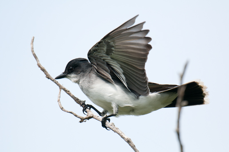 Eastern Kingbird