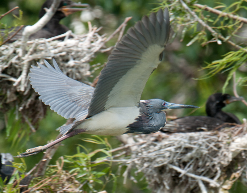 Tricolored Heron