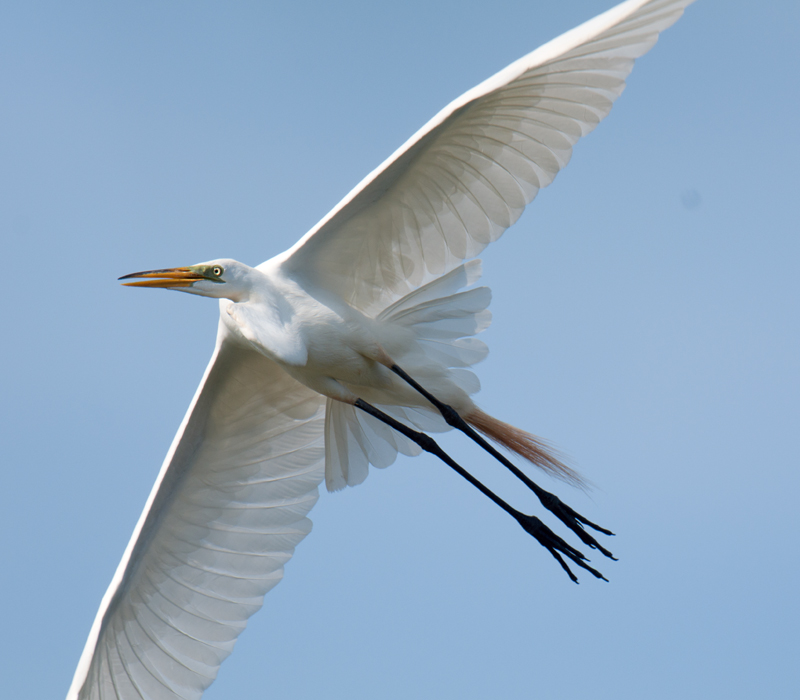 Great Egret
