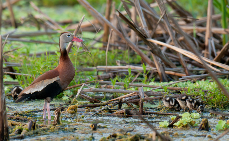 Black-bellied Whistling-Duck