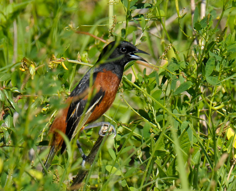 Orchard Oriole