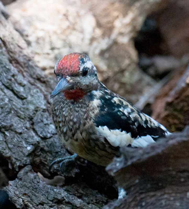 Yellow-bellied Sapsucker