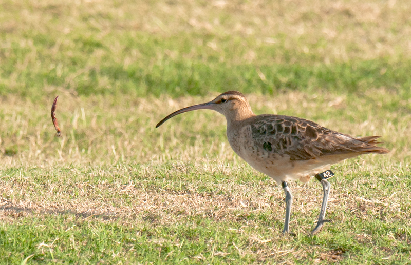 Bristle-Thighed Curlew