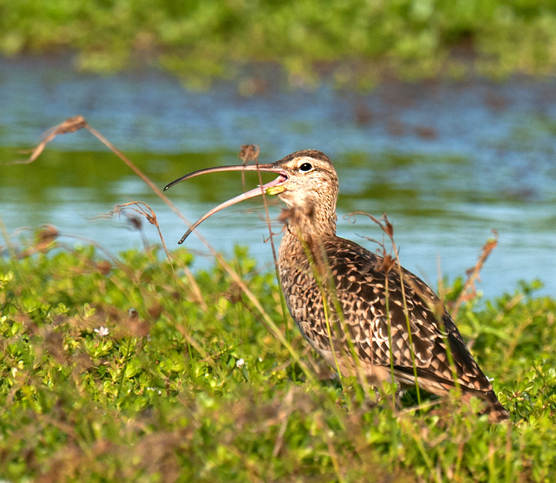 Bristle-Thighed Curlew