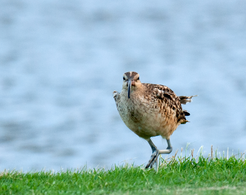 Bristle-Thighed Curlew