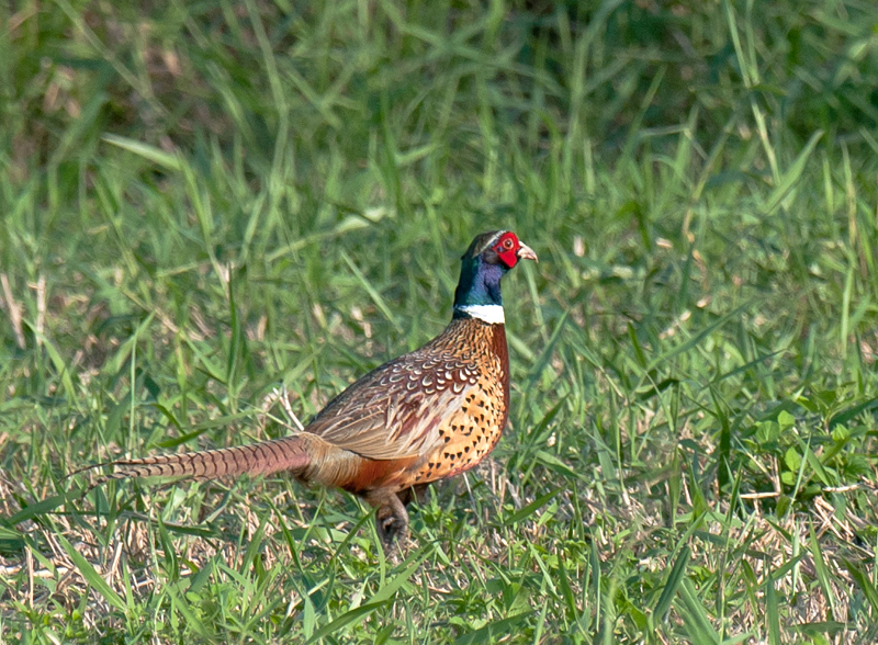 Ring-Necked Pheasant