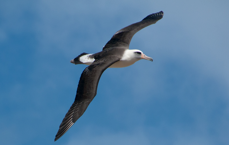 Laysan Albatross