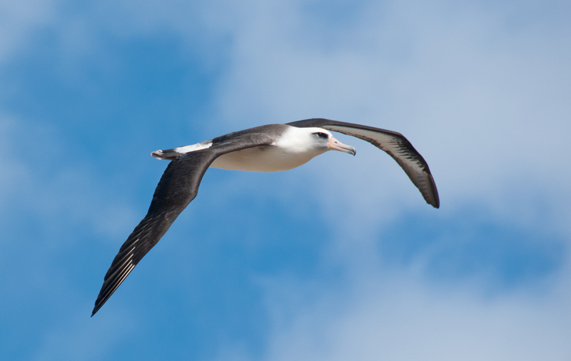 Laysan Albatross