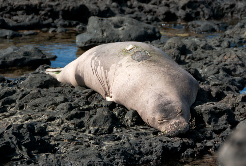 Monk Seal