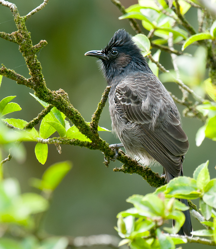 Red-vented Bulbul