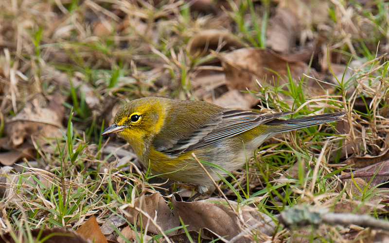 Pine Warbler