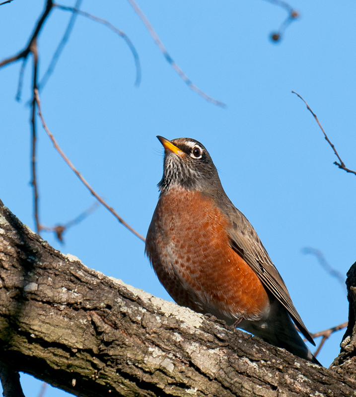 American Robin