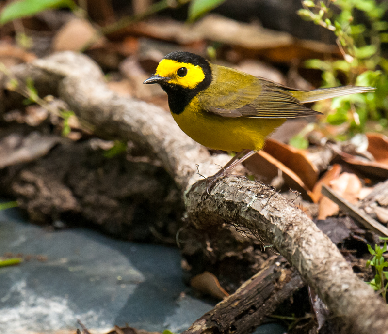 Hooded Warbler