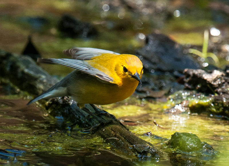 Prothonotary Warbler