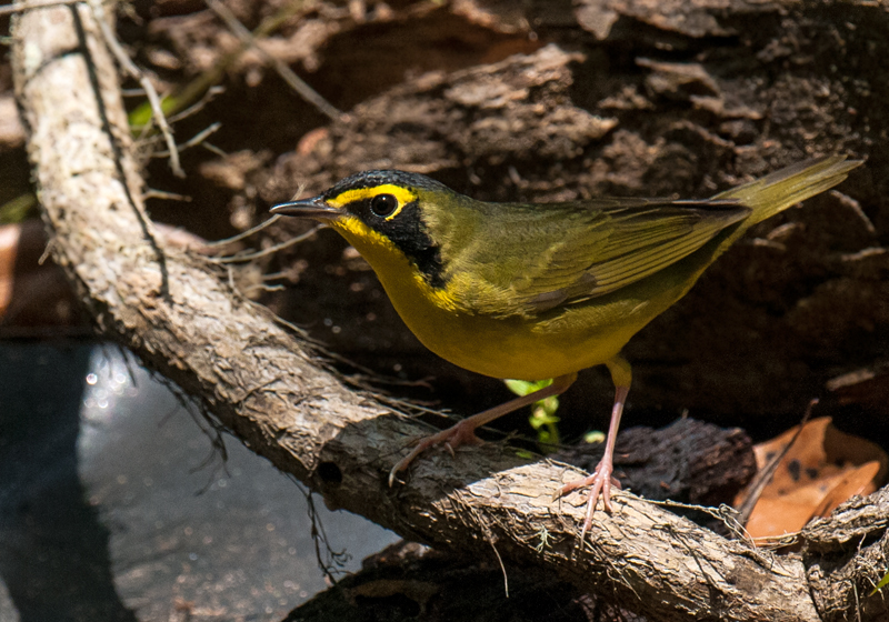 Kentucky Warbler