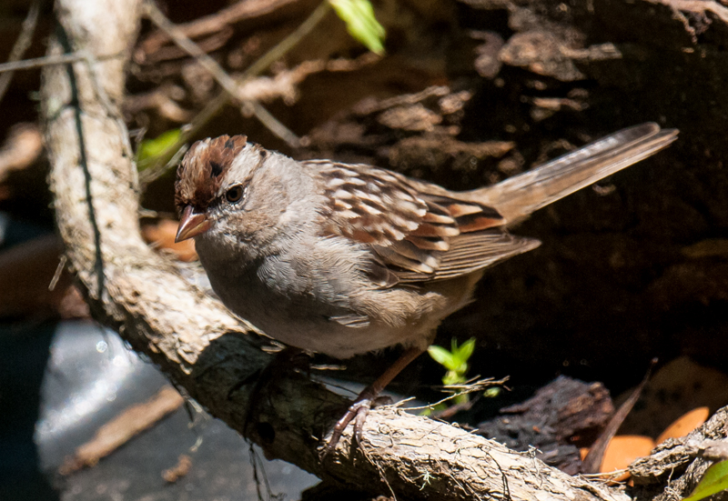 20130405-_DSC9261-Edit.jpg