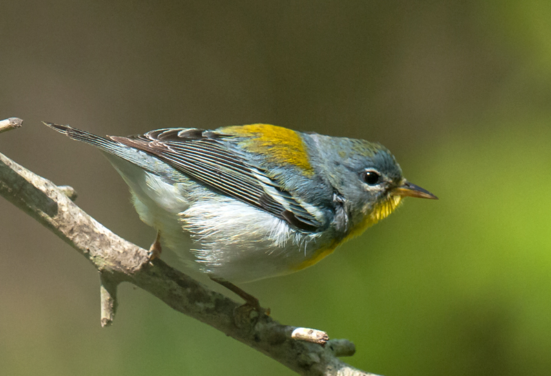 Northern Parula