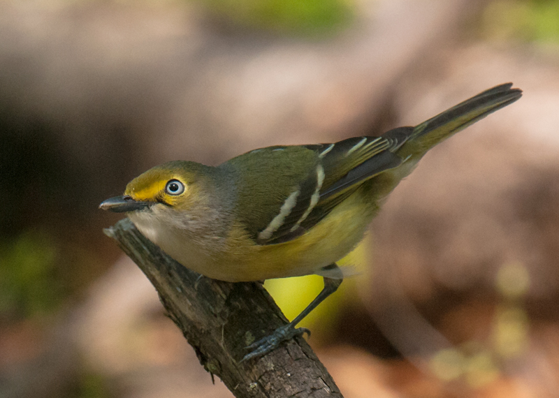 White-eyed Vireo