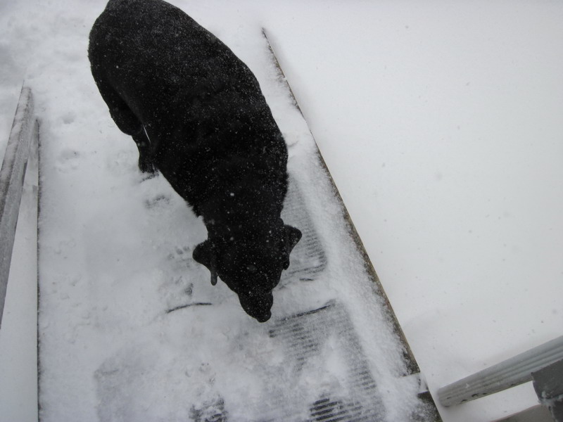 Nemo 2013 Salem, MA-002.JPG