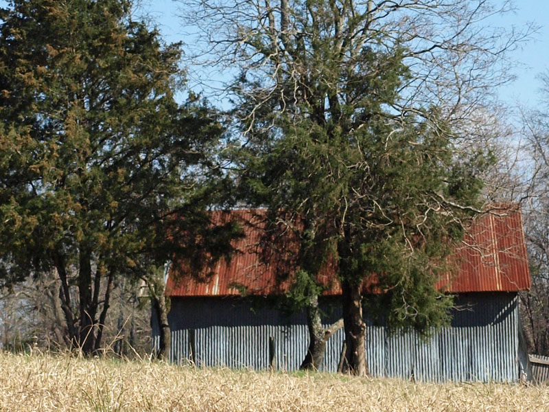 Hiding behind tree