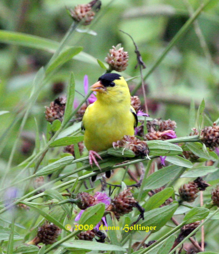 Male Goldfinch on Centaurea