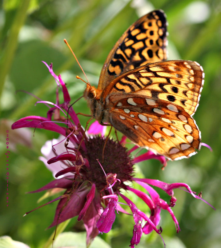 Atlantis Fritillary Nectaring