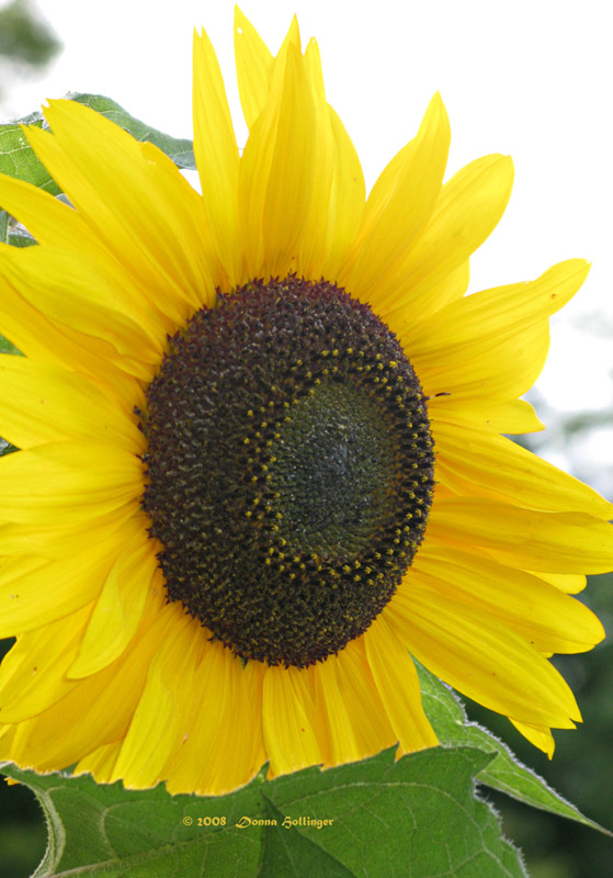 Garden Sunflower