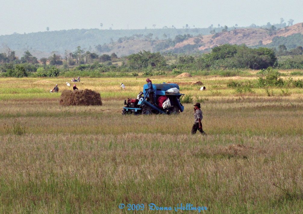 Rice Harvest