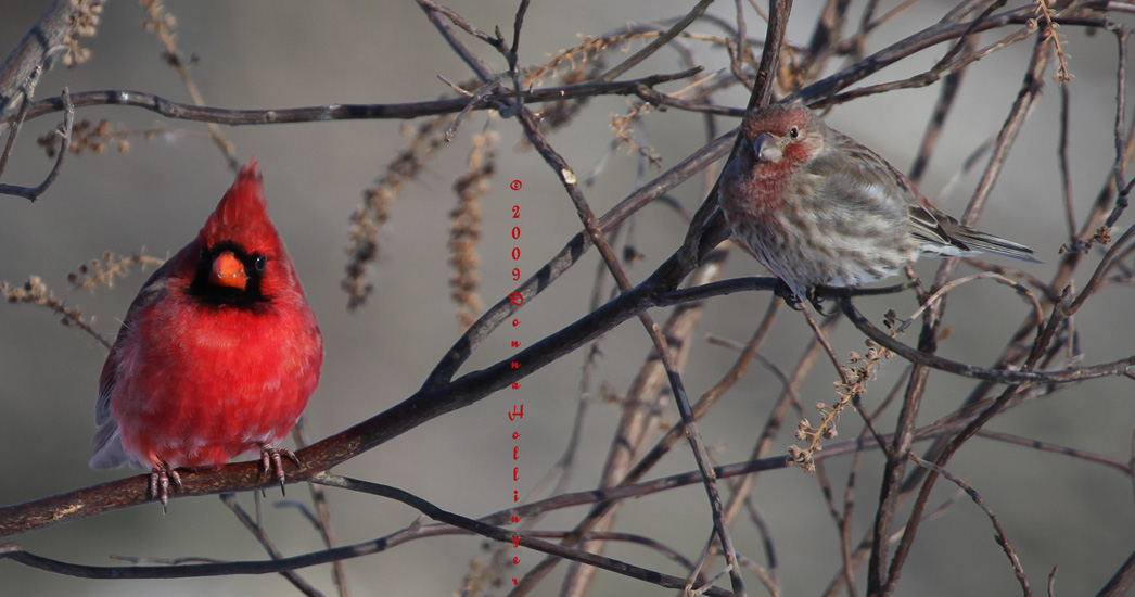 Male Cardinal and House Finch Waiting