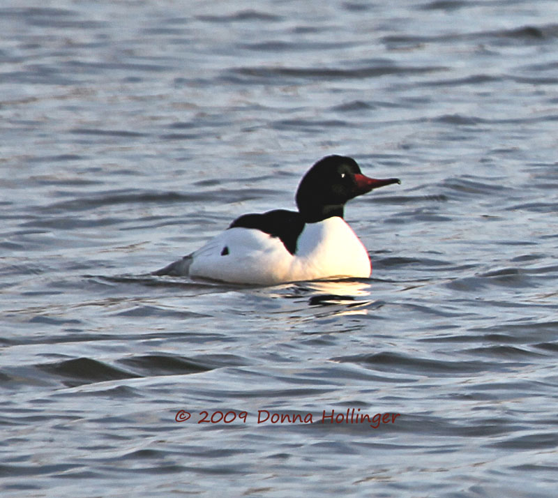 Common Merganser Drake