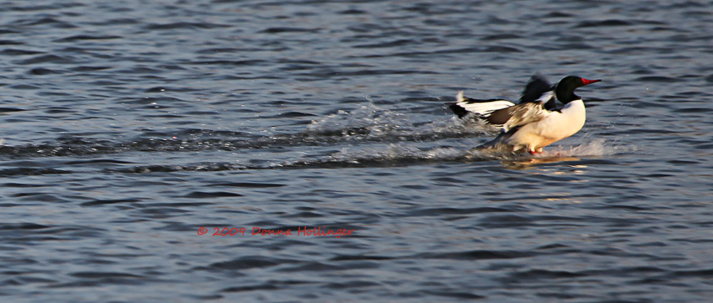 2 Common Merganser Drakes