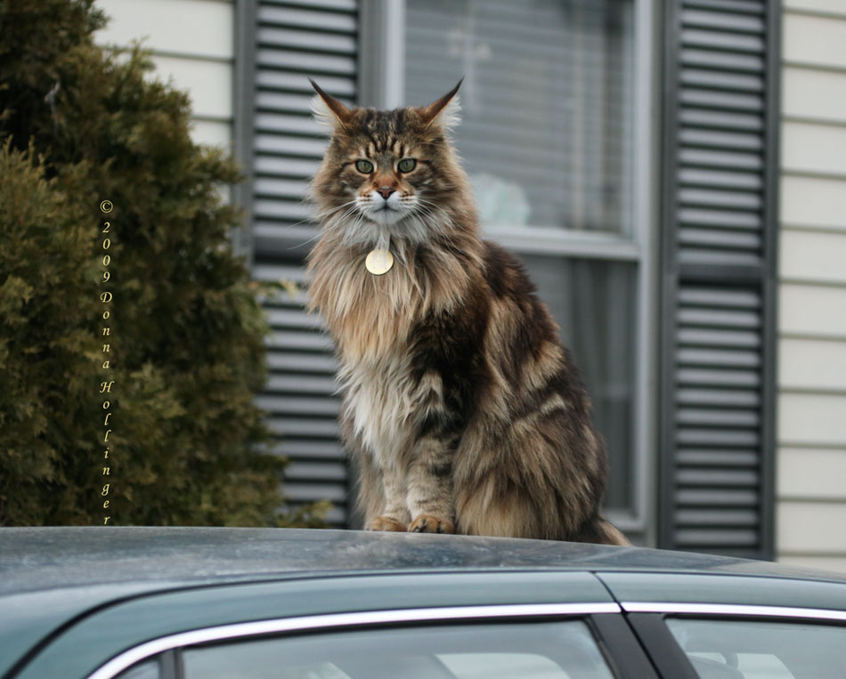 Archies Car and the Maine Coon Cat