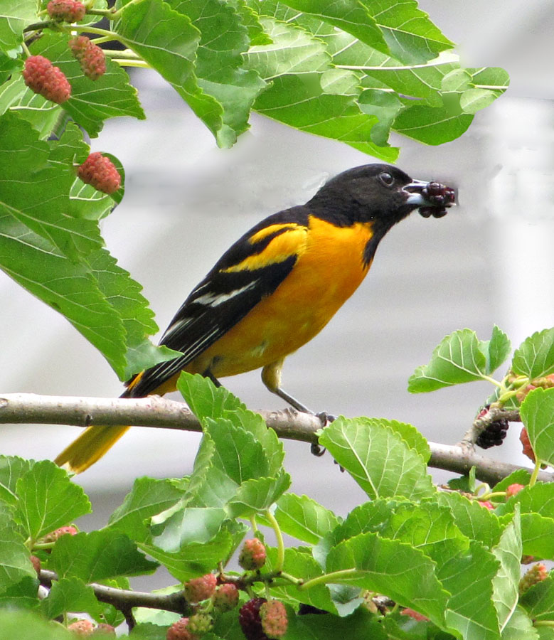 Male Baltimore Oriole Eating a Mulberry
