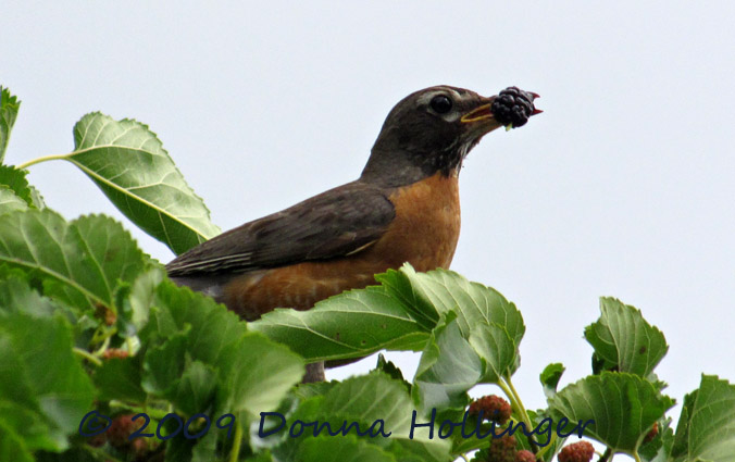 Robin Eating Mulberry