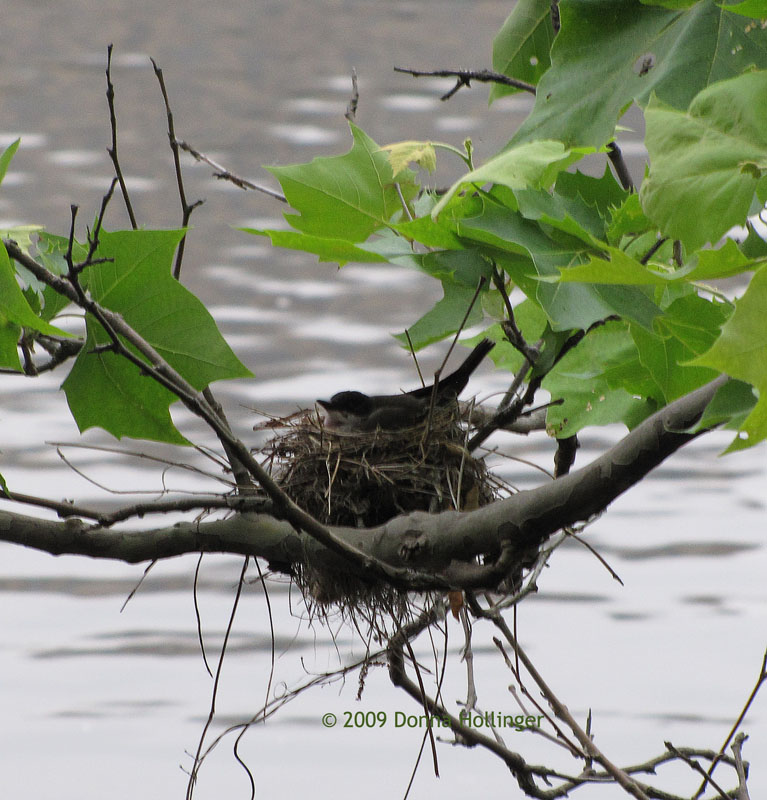 Kingbird on its nest