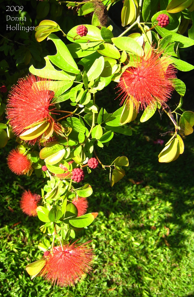 Calliandra: First Red Flower