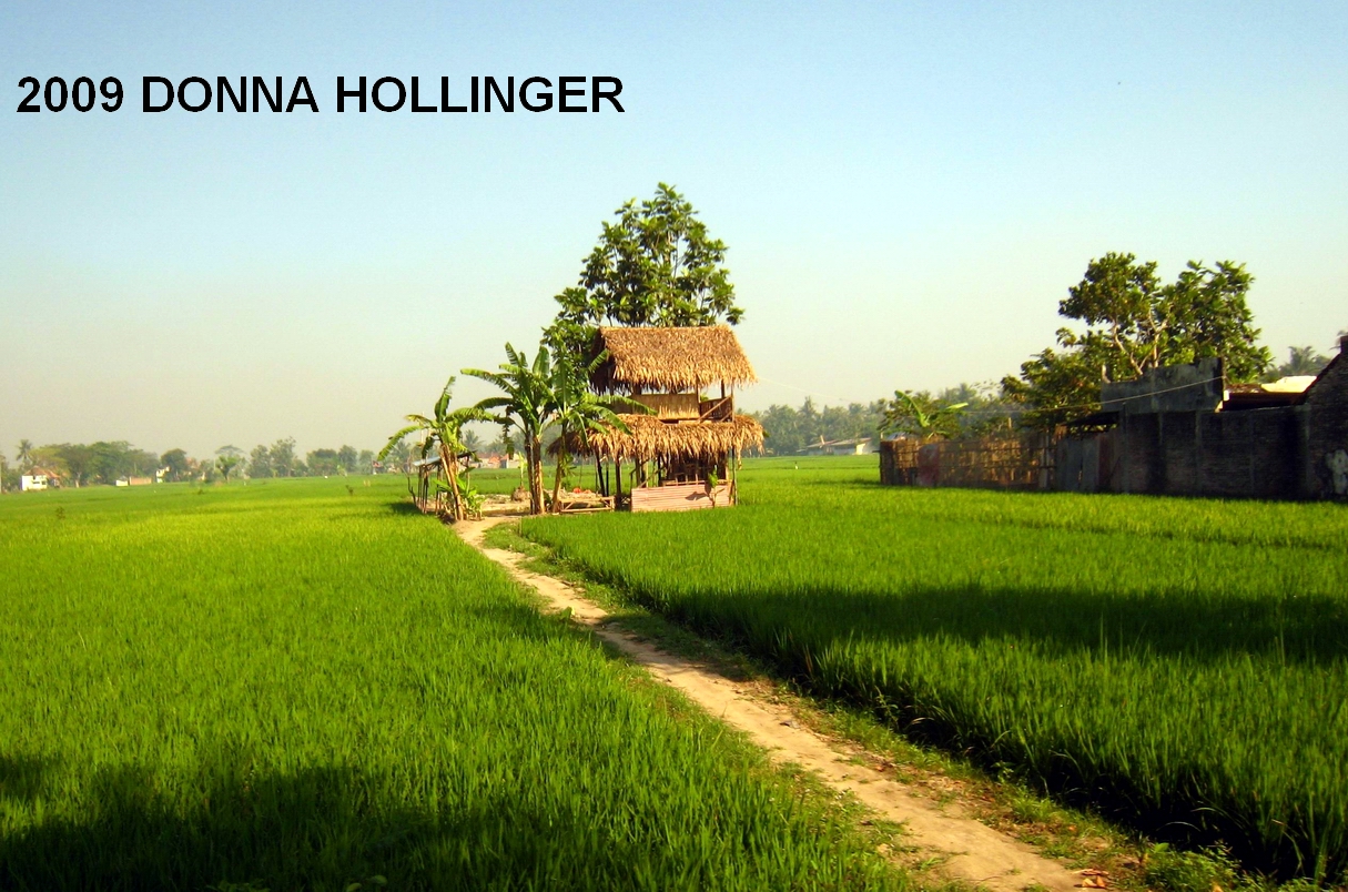 Farmers Rice Fields