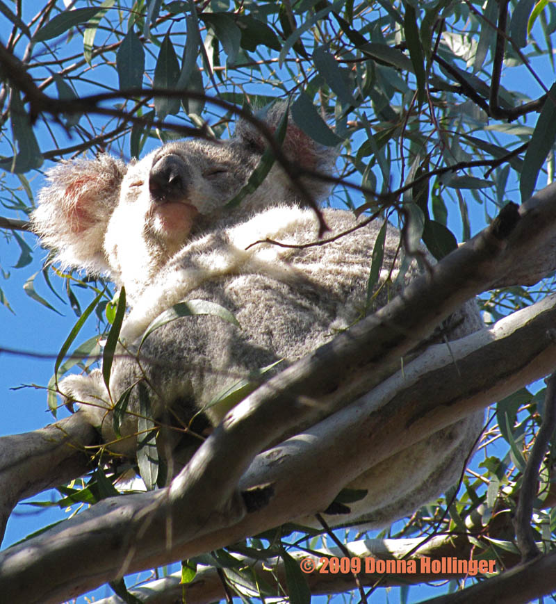 We Finally Saw a Koala!