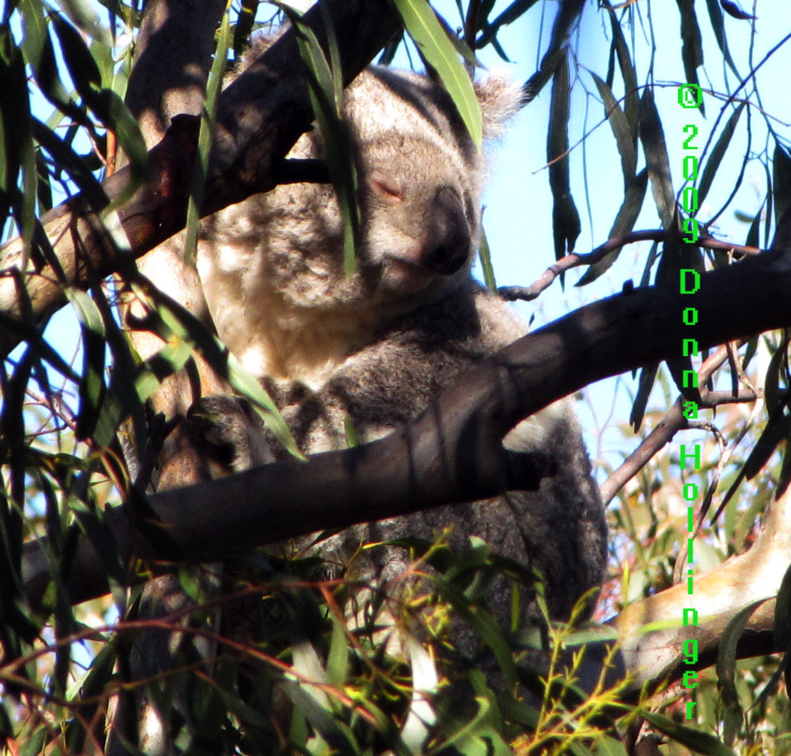 Koala in the leaves