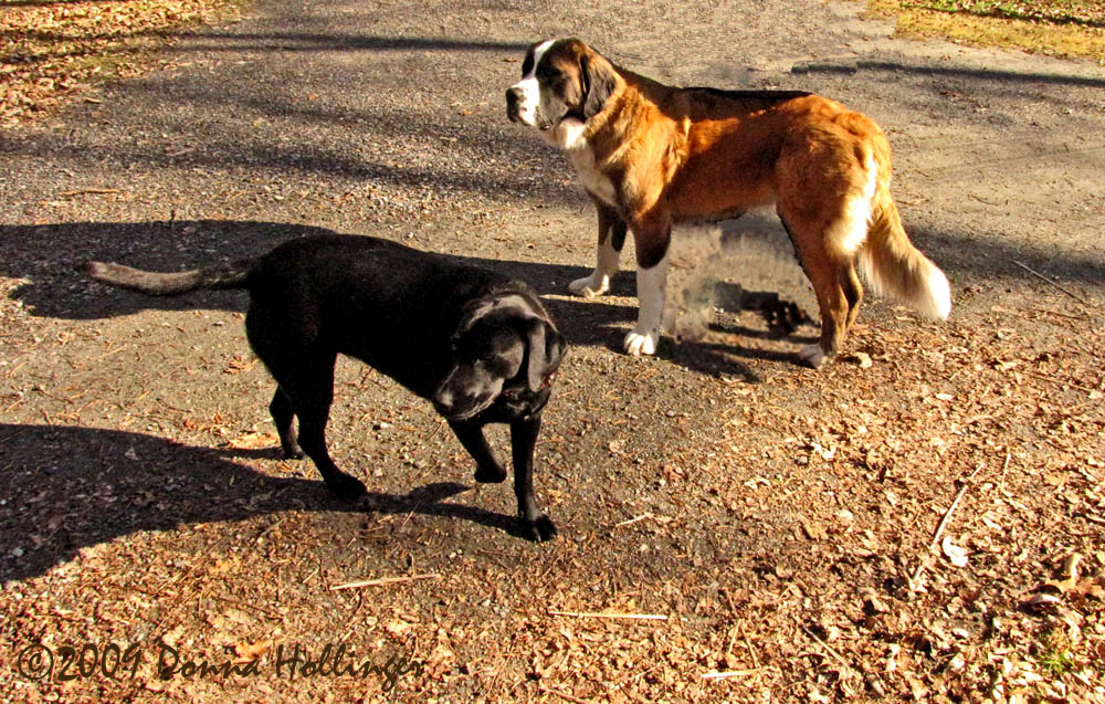 Ginger and Maggie