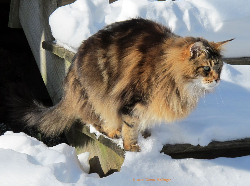 Augie, The Maine Coon Cat