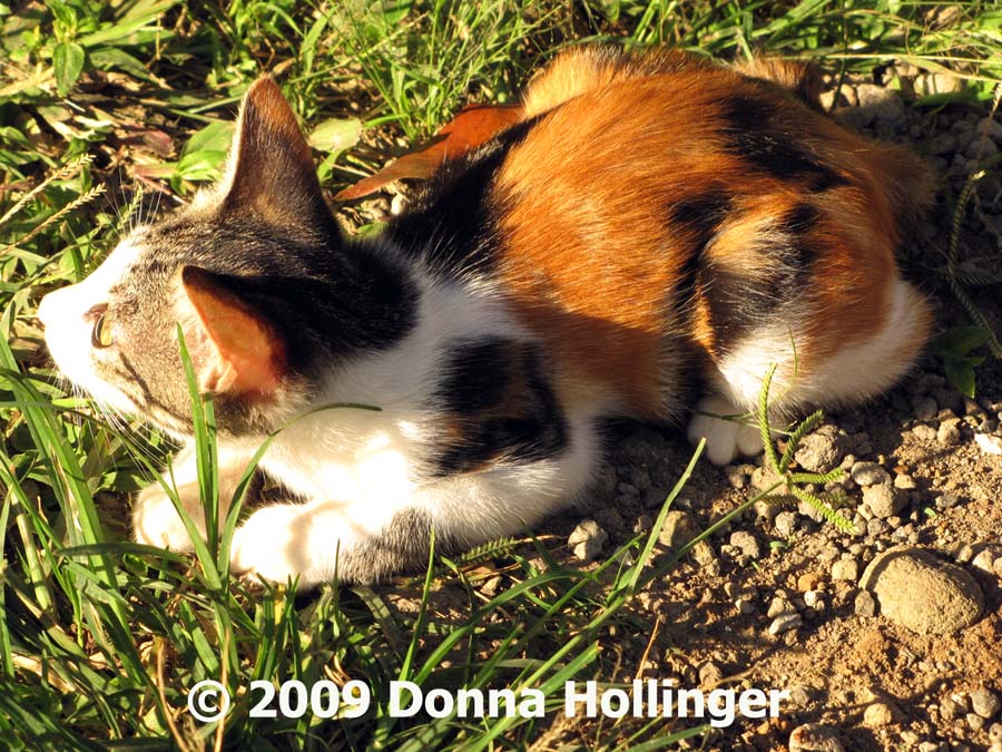 Krisnas Kitty: Belang