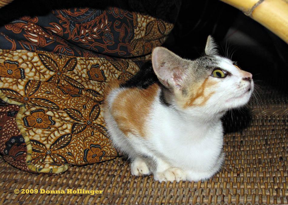 Krisnas Kitty : Belang