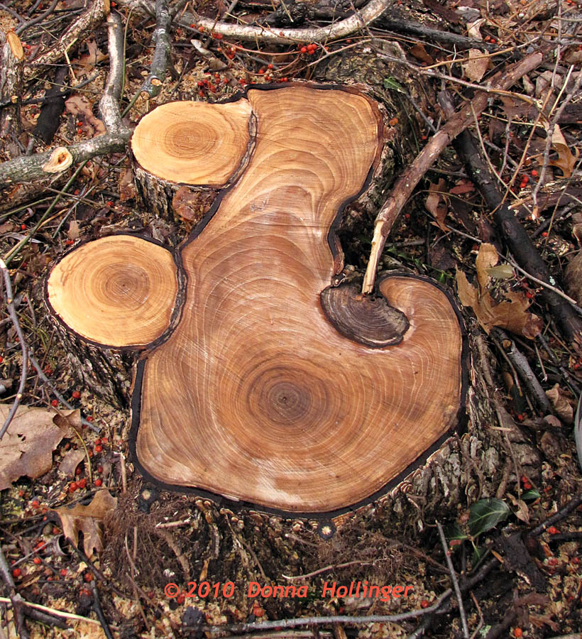 Growth Ring Pattern
