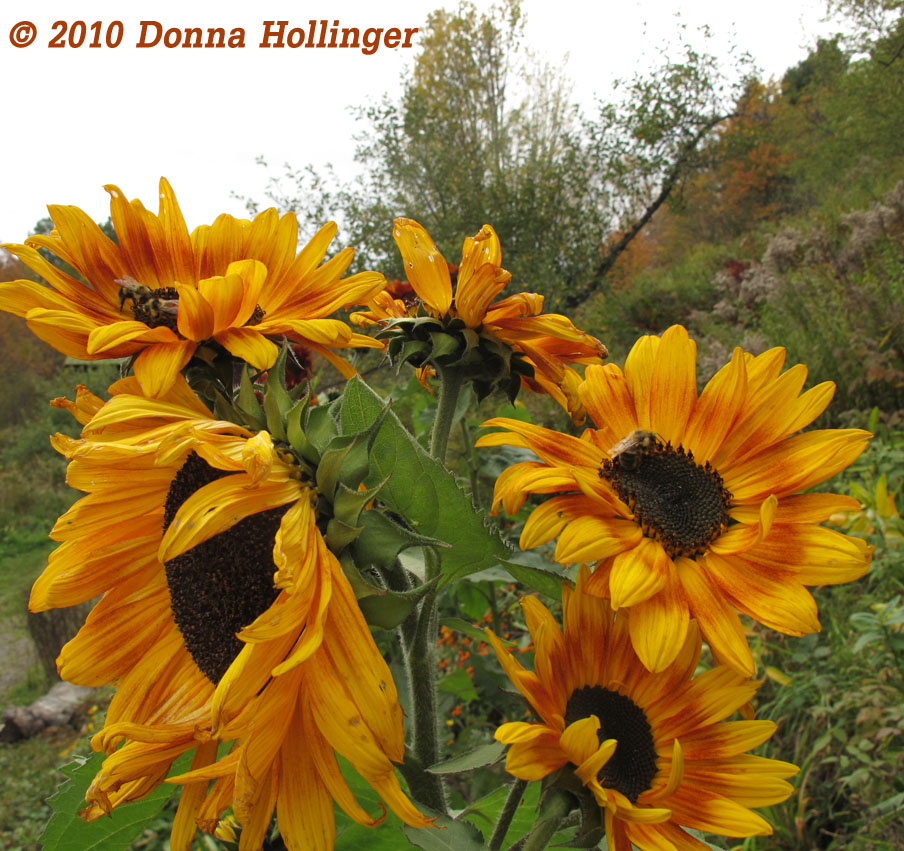 Sunflowers today with a gray sky