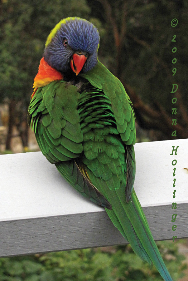 Rainbow Lorikeet on Jans  Deck