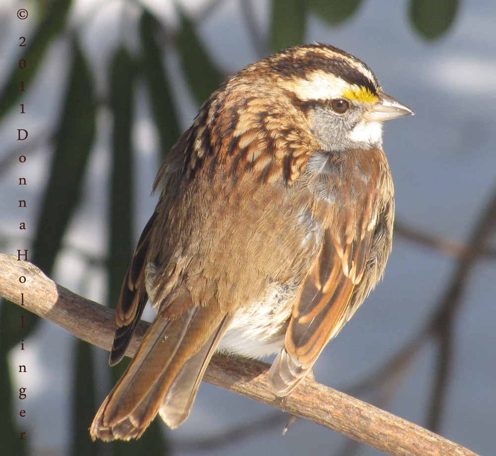White Throated Sparrow (Male)