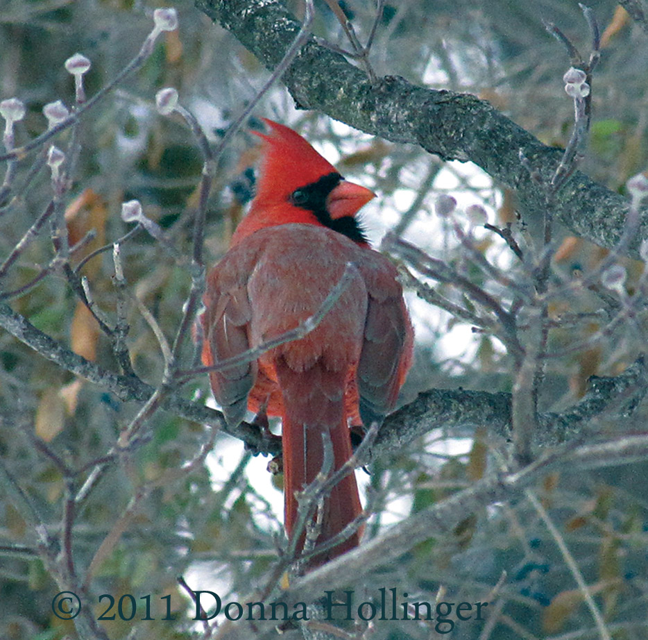 Turning Male Cardinal